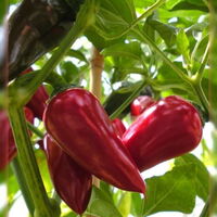 Rote, scharfe, saftige Pfefferoni im grünen Blätterdschungel - zum Reinbeißen. Foto: fotocommunity - Alexandra Diensthuber.