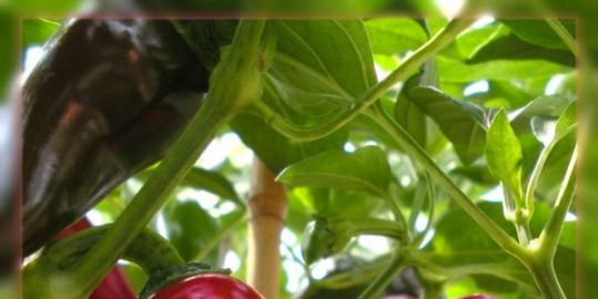 Rote, scharfe, saftige Pfefferoni im grünen Blätterdschungel - zum Reinbeißen. Foto: fotocommunity - Alexandra Diensthuber.