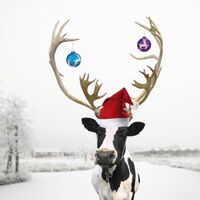 Tief verschneite Landschaft. Eine Kuh mit roter Weihnachtsmütze und Hirschgeweih. Auf dem Geweih zwei bunte Weihnachtskugeln. Ein Schwein mit Flügeln und Heiligenschein fliegt am linken Himmelsrand. Quelle: kommunikation freiland WVC