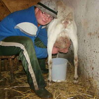 Ein Jugendlicher in Gummistiefeln mit Filzhut am Kopf. Er sitzt auf einem niedrigen Melkschemel, lehnt an einer Ziege und blickt in die Kamera. Seine Hände melken das Euter. Aus einer Zitze fließt die Milch in einem Strahl in den Melkkübel.