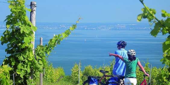 Eine Frau und ein Mann mit Fahrrädern stehen in einem saftiggrünen Weinberg und blicken auf den blauen Bodensee im Hintergrund. Fotoquelle: www.bodensee-radweg.com
