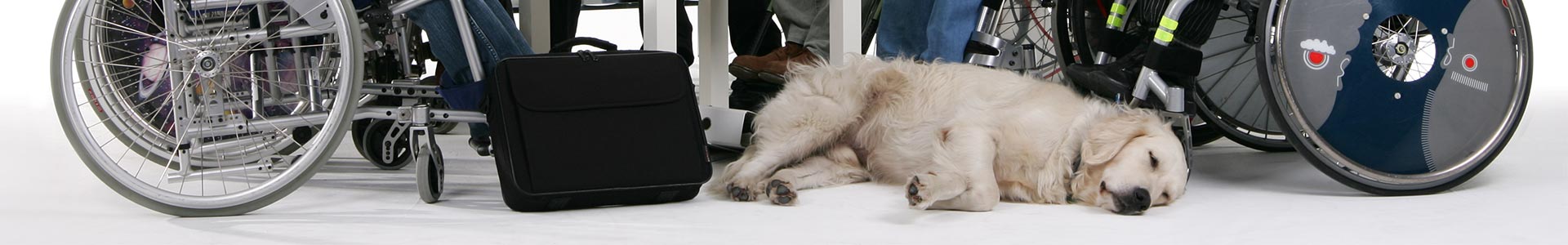 Panoramabild: Ein Hund liegt am Boten und hat die Pfoten verschenkt. Neben ihm steht eine Computertasche. Im Hintergrund sieht man den unteren Teil von Rollstuhlfahrern.
